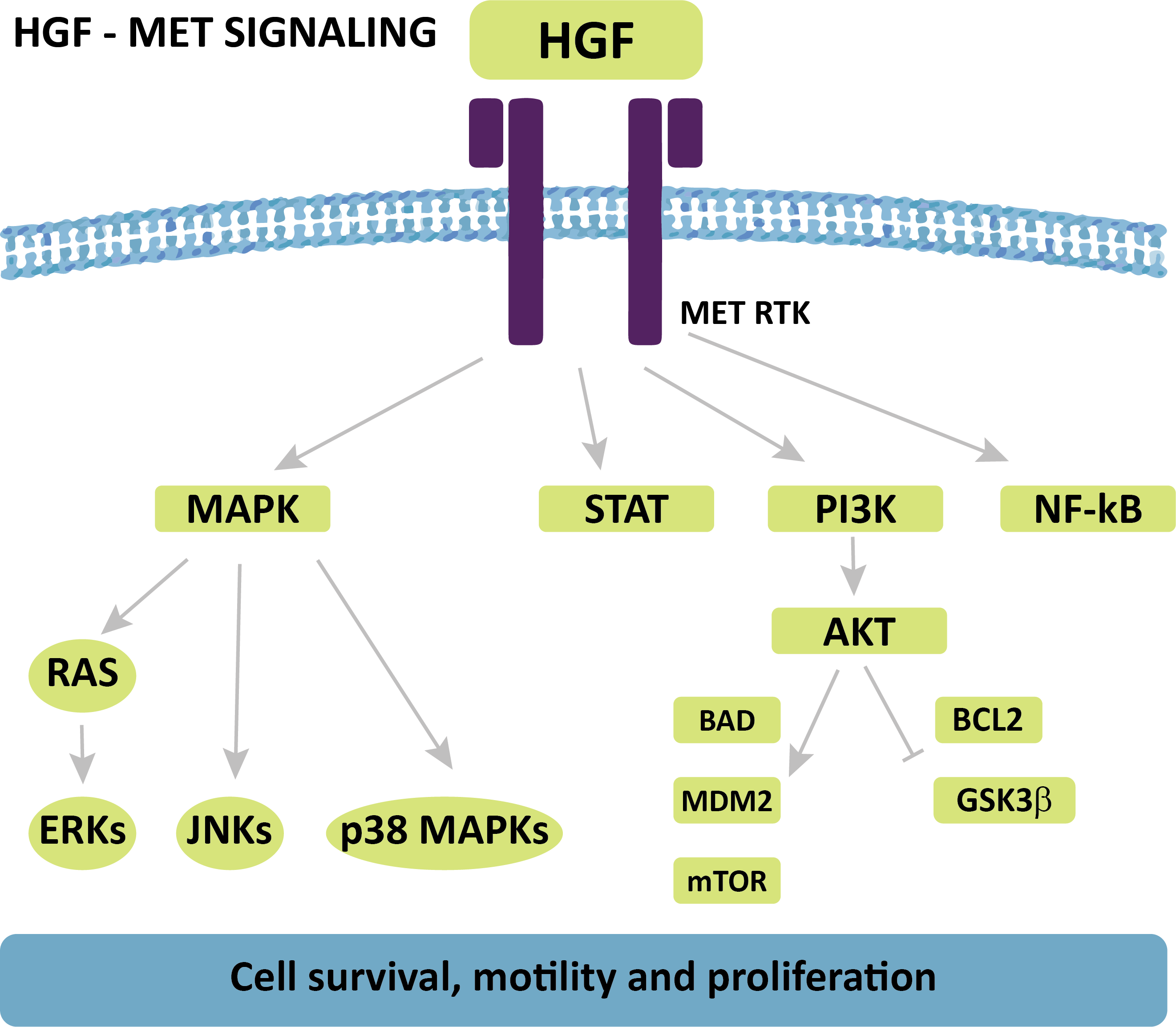 Biomarker Pathways