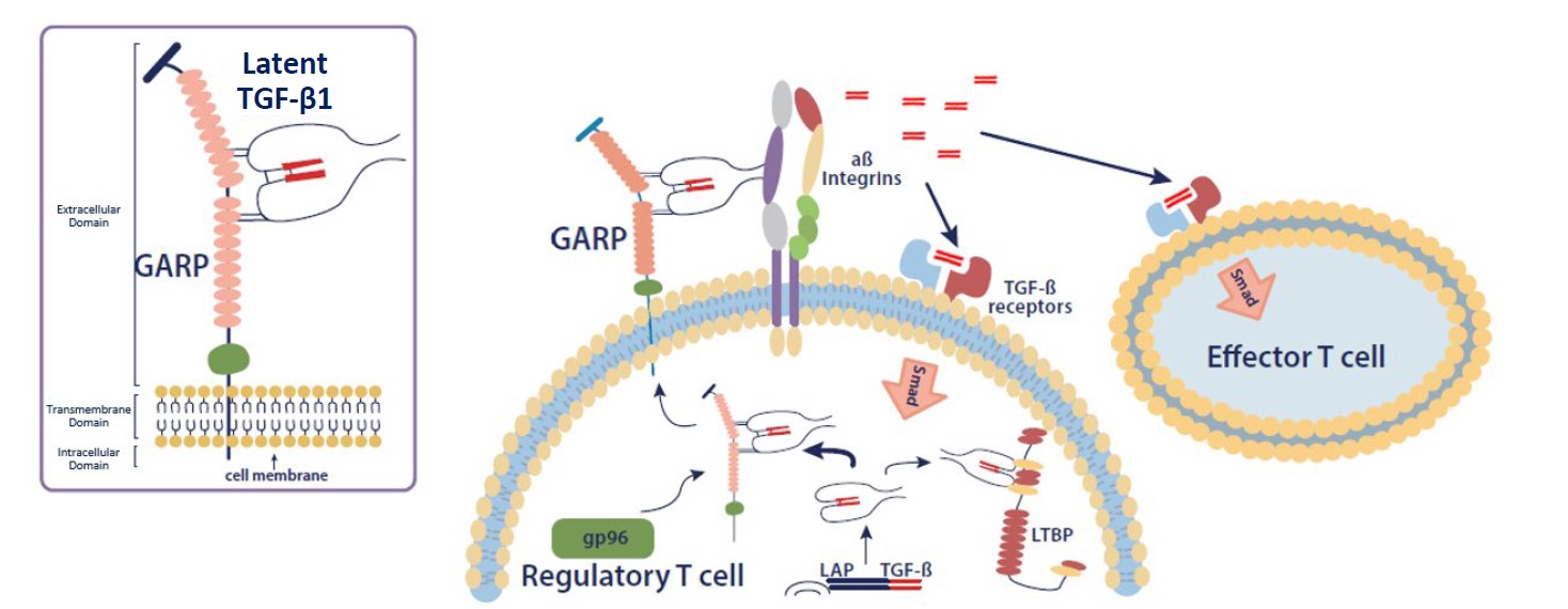 Biomarker Pathways