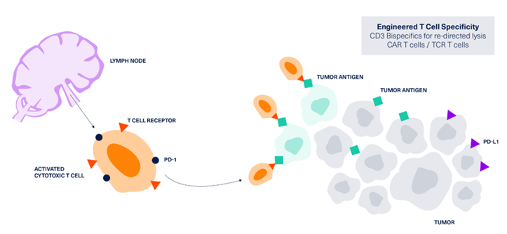 Immuno-Oncology